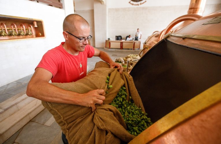 Budějovický Budvar uvařil sedmý ročník pivního speciálu z čerstvého chmele