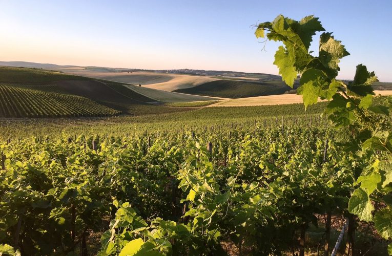 Teplejší počasí dělá radost vinařům, sklízet hrozny by mohli už za 60 dní