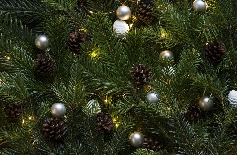Vánoční stromky nakoupíte před obchody Tesco až do Štědrého dne