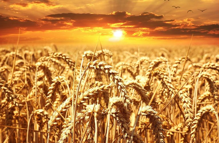Přibývá českých zemědělců zapojených do Iniciativy Harmony pro udržitelné pěstování pšenice