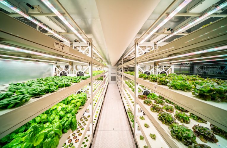 Albert bude testovat pěstování bylinek přímo v prodejně